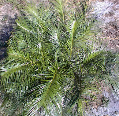 ceratozamia
